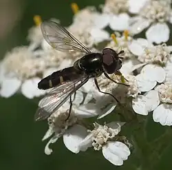 Fly sitting on a bunch of small flowers