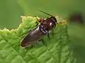 Melanotus dichrous, Italy