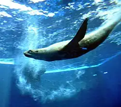 View of a fur seal swimming underwater
