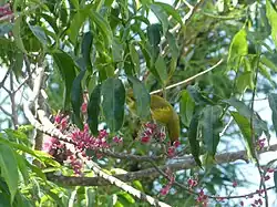 A yellow honeyeater (Stomiopera flava) gathering nectar in a little evodia