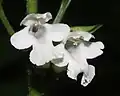 In white