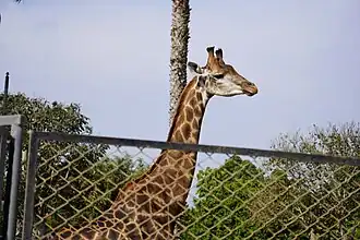 Melman, a nominate Rothschild’s giraffe
