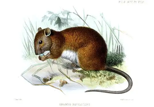 Drawing of brown and white rat