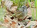 In Toronto, Ontario