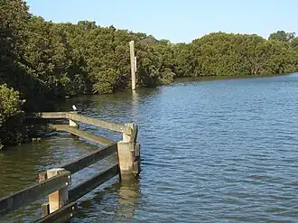 The Parramatta River at Melrose Park