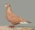 Yellow Memel Highflyer
