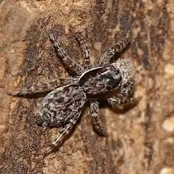 M. bifurcus