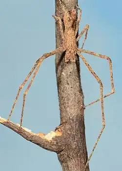 female