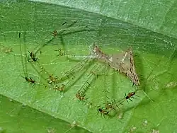 M. picturata