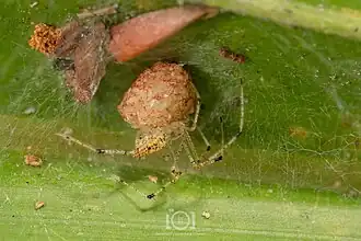 female with egg sac