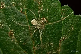 femaleM. spiniventris