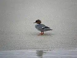 Goosander, Carballo, Galicia