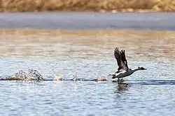Male taking off, Helsinki, Finland