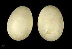 Smew eggs, from Suomussalmi, Finland, at the Muséum de Toulouse