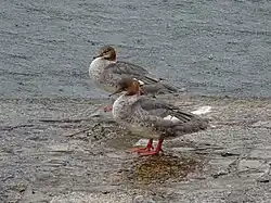 Goosander, Verbania, Piedmont