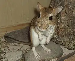 Brown and white gerbil
