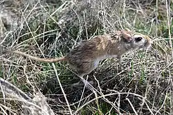 Brown and white gerbil