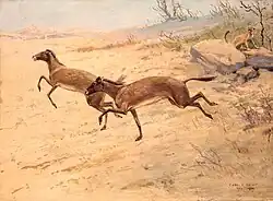 Mesohippus