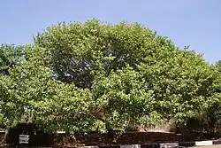 Ceylon ironwood