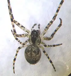 M. merianae