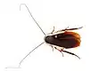 Type specimen of Methana marginalis, dorsal view