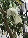 Brugmansia cultivar 'Culebra' (formerly Methysticodendron amesianum) Kew Gardens