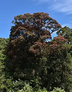 A forest on a hill with a bright red-coloured Metrosideros umbellata specimen in the centre of the forest. There is a clear sky.