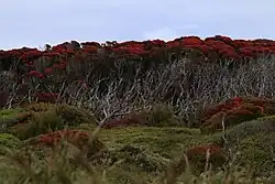 A field with flowered M. umbellata individuals in the background under a clear blue sky.