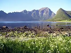 Mevik