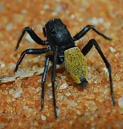 female M. rufa