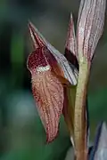 Close-up on a flowers of Serapias vomeracea
