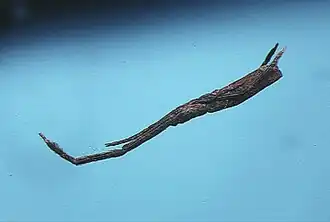 M. orientalis