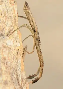 M. constrictus