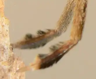 leg detail
