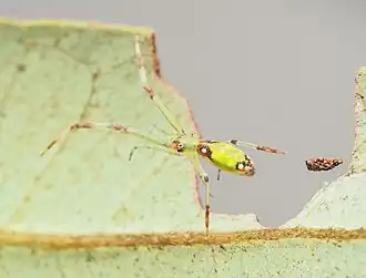 M. flavus