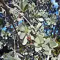 Detail - leaves and fruit