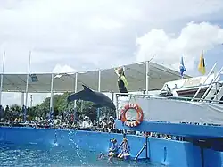 The Top Deck dolphin show at the Miami Seaquarium