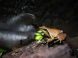Micrixalus silvaticus from Valparai