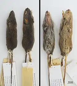 Brown rats