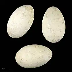 Egg, Muséum de Toulouse