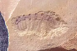 Fossil of Microdictyon sinicum.
