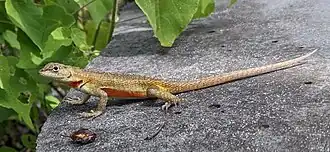 Female