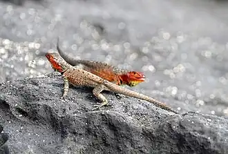 Aggressive displaying between females