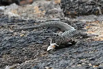 Male cannibalizing a juvenile