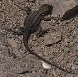 Juvenile
