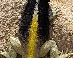 Male dorsal view