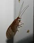 Micromus posticus