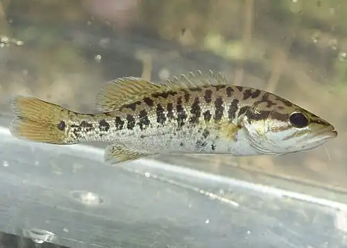 small black bass - features consistent with a juvenile stage of the genus Micropterus