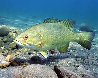 Lighter colored variety on sandy bottom habitat.