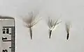 Seed comparison, from left to right: Microseris scapigera, Microseris walteri and Microseris lanceolata